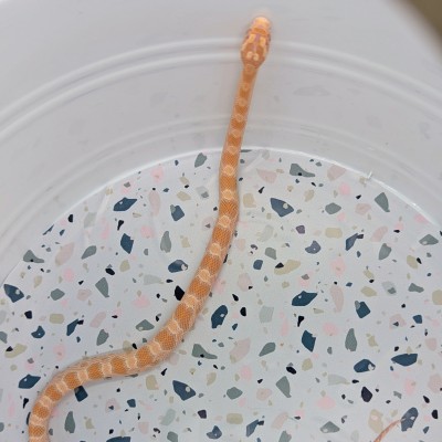 animal image