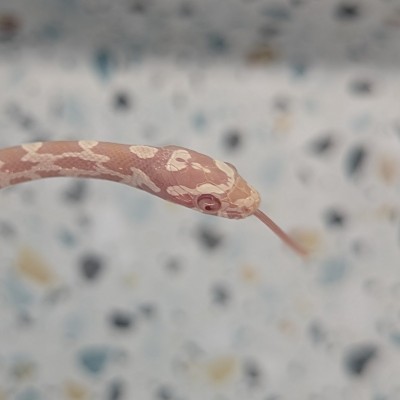 animal image