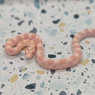 animal image