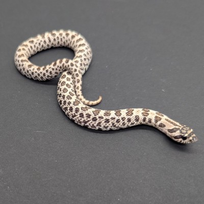 animal image