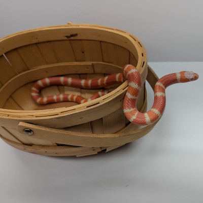 animal image