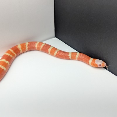 animal image