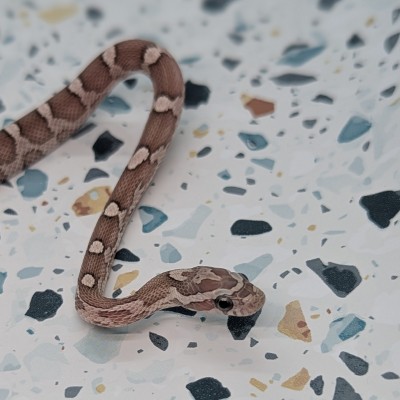 animal image