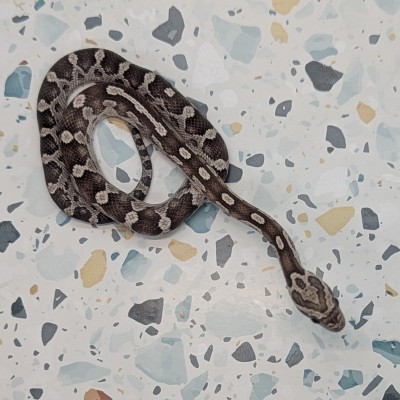 animal image