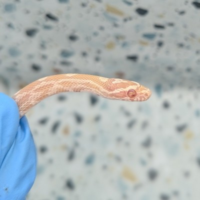animal image