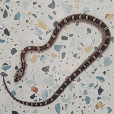 animal image