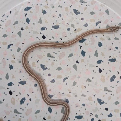 animal image