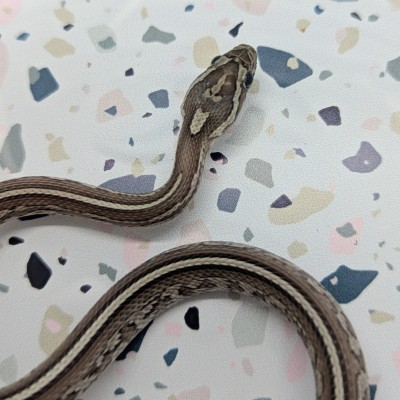 animal image