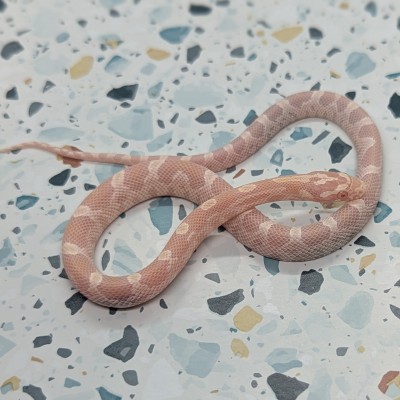 animal image