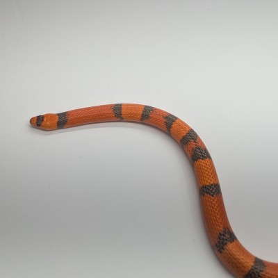animal image