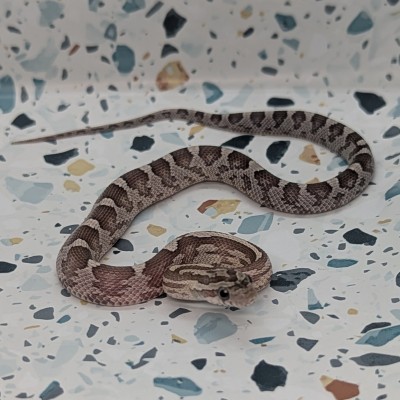 animal image