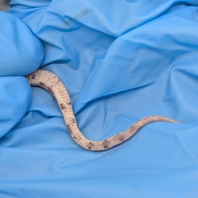 animal image