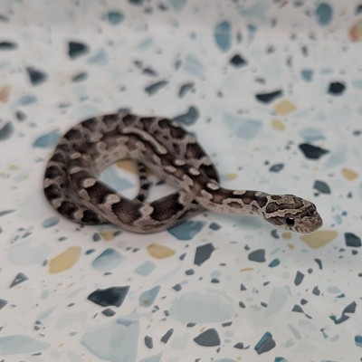 animal image