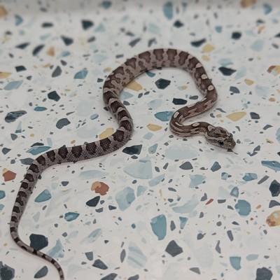 animal image