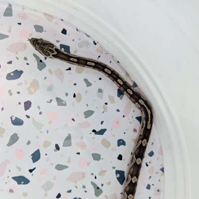animal image