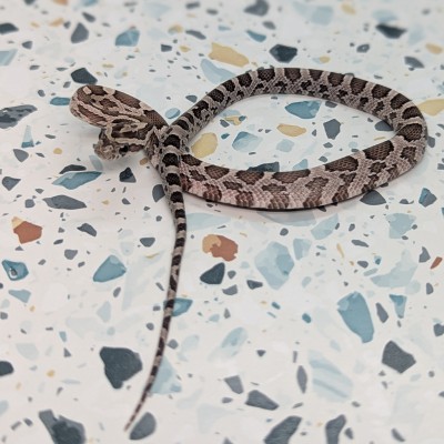 animal image