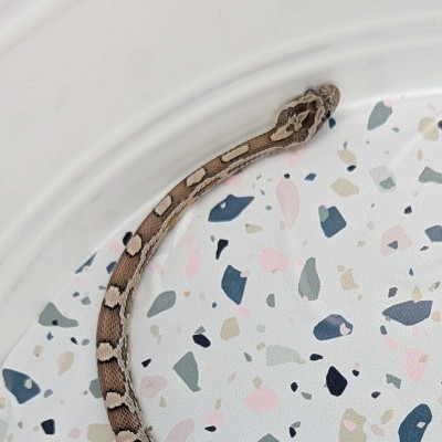 animal image