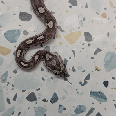 animal image