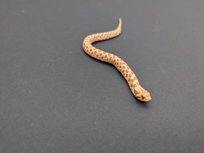 animal image