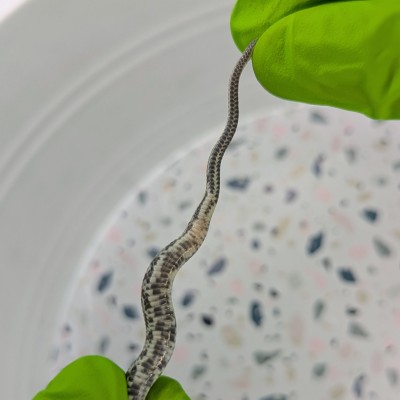animal image