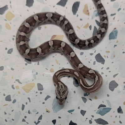 animal image