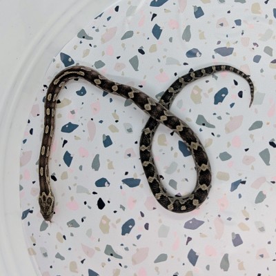animal image