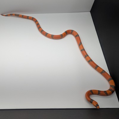 animal image