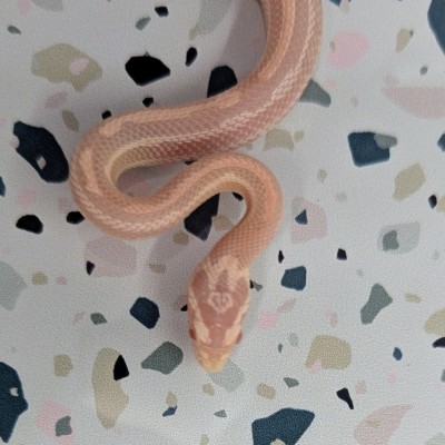 animal image