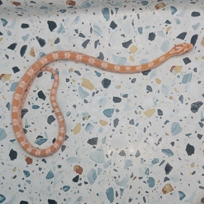 animal image