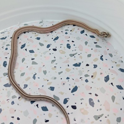 animal image
