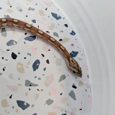 animal image