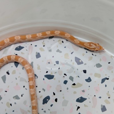 animal image