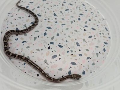 animal image