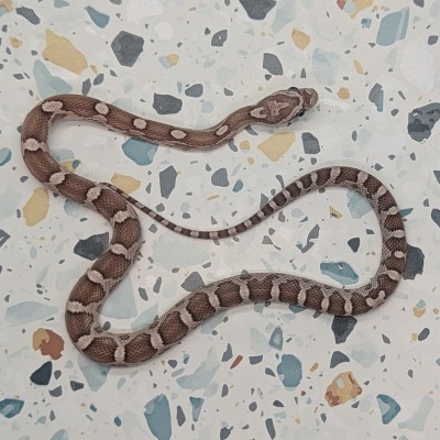 animal image