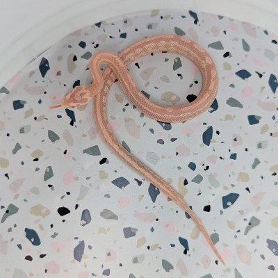 animal image