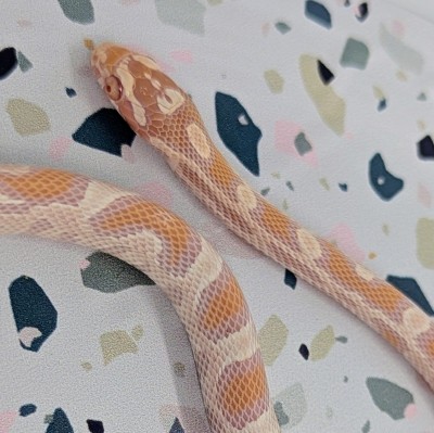 animal image
