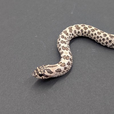 animal image