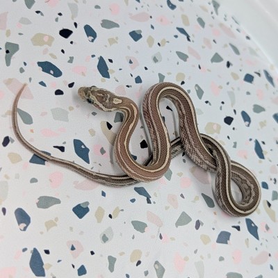 animal image