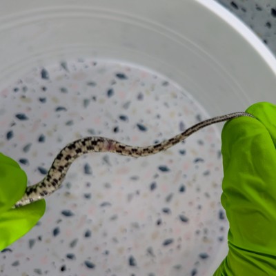 animal image