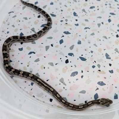 animal image