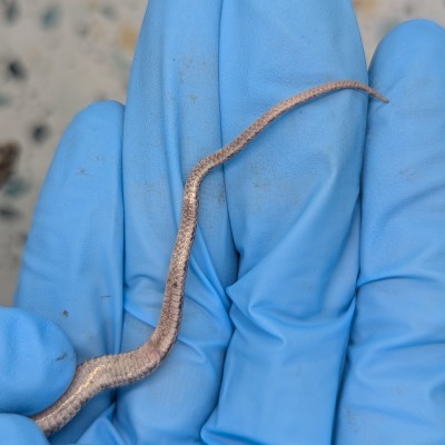 animal image