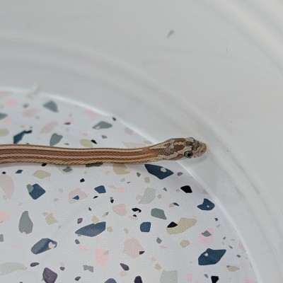 animal image