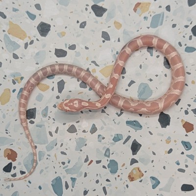 animal image