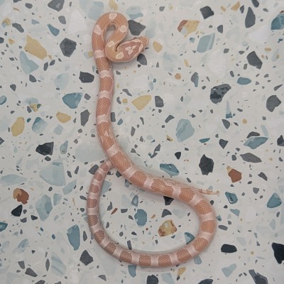 animal image