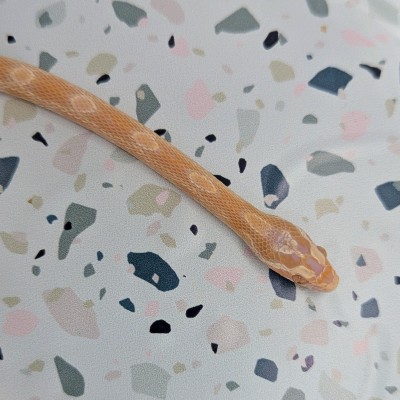 animal image