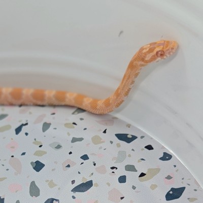 animal image