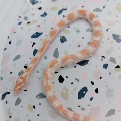 animal image