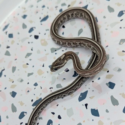 animal image