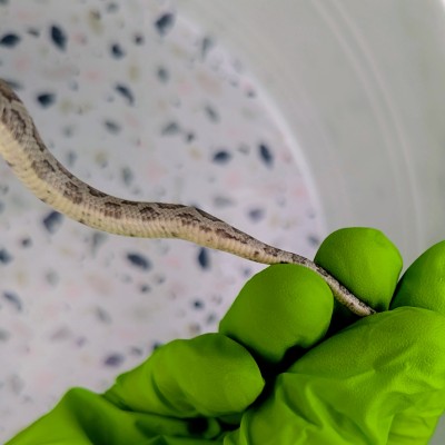 animal image