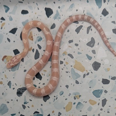 animal image